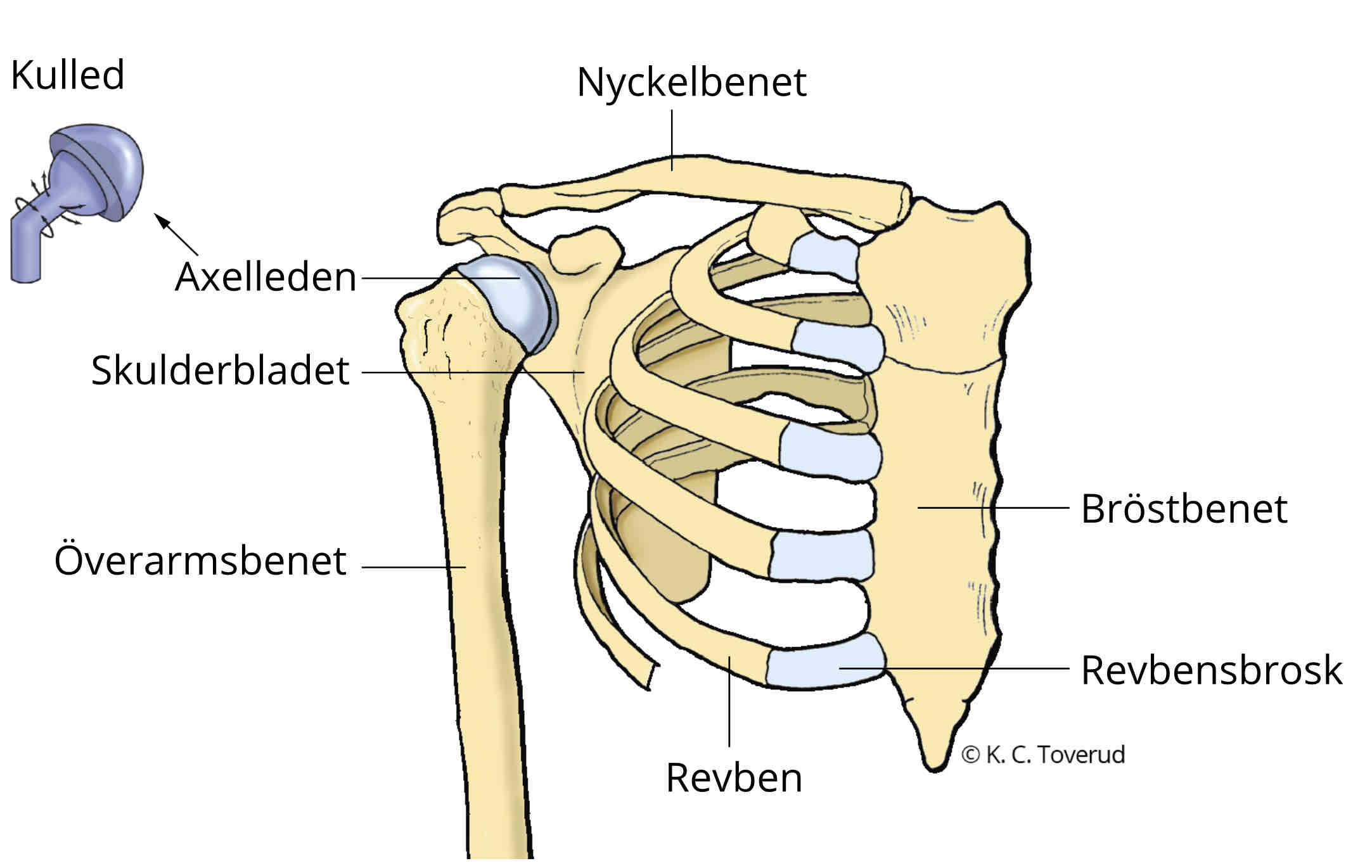 <p>12 st (costae) -› skyddar organen (hjärtat, lungorna, njurar) </p><p>1-7 binder med sternum </p>