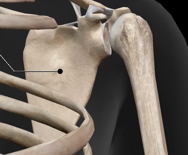 <p>Label structure </p>