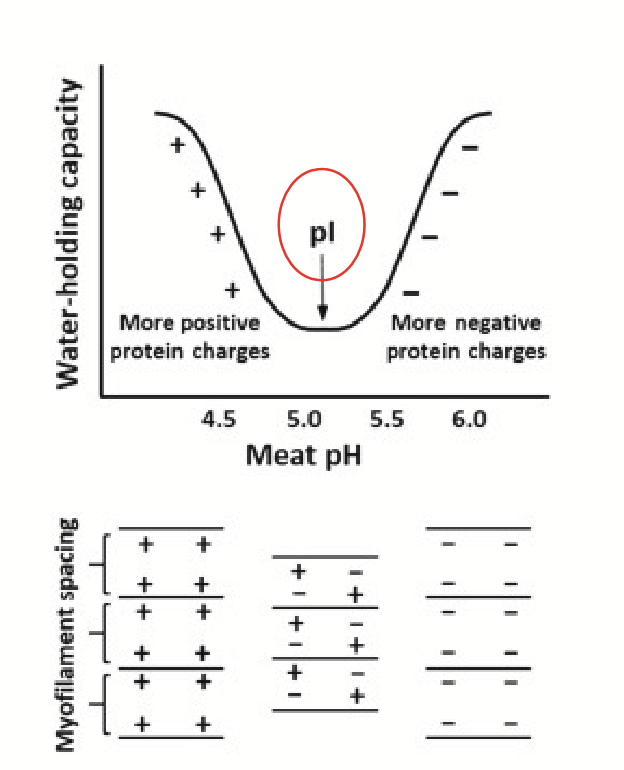 <p>pH in postmortem muscle declines due to the accumulation of lactic acid → reduction in the availability of reactive groups on the muscle proteins for binding water.</p>