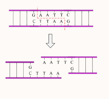 <p>How do we describe the cut by EcoRI as shown in the image?</p>