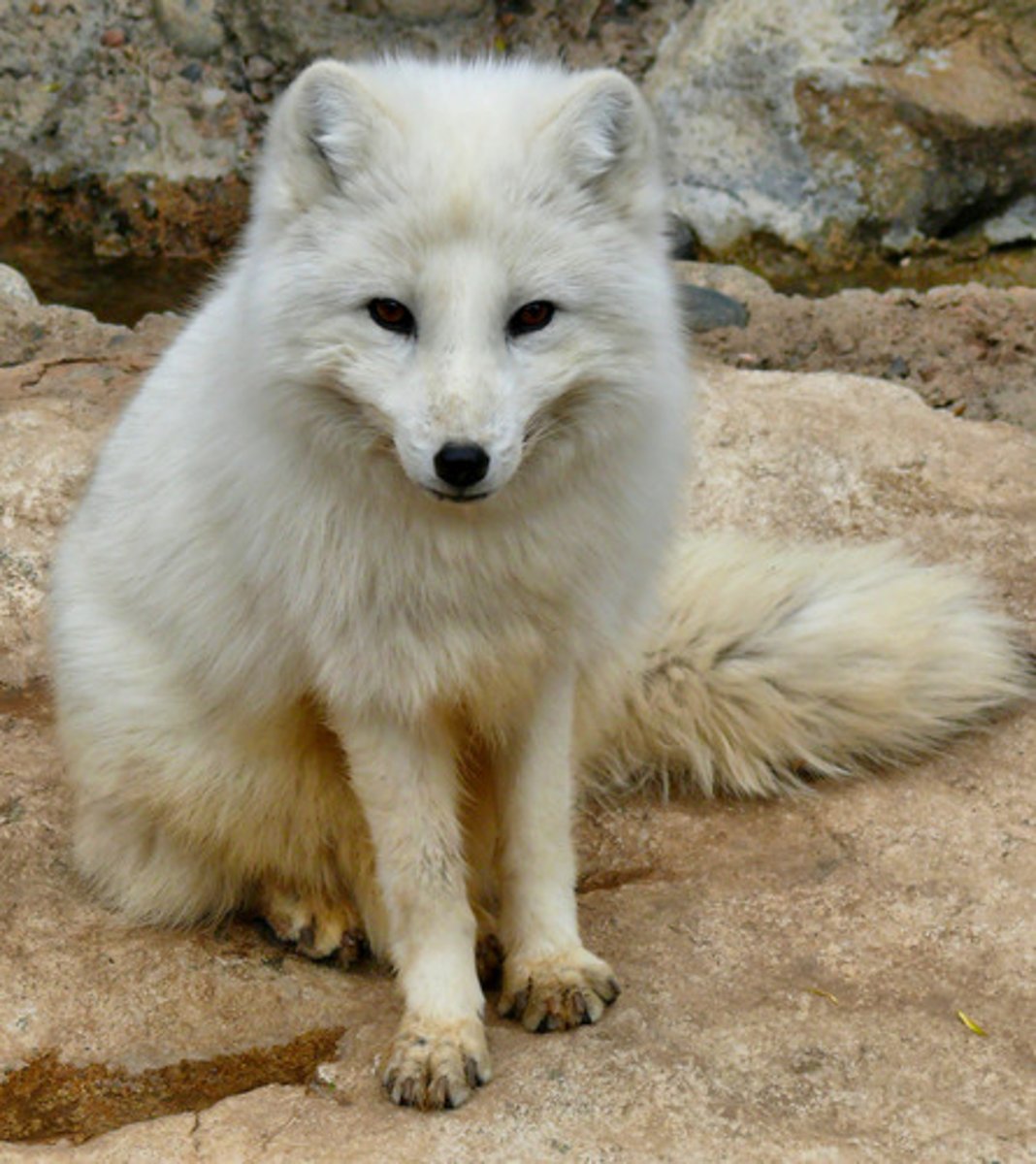 <p>Vulpes lagopus</p>
