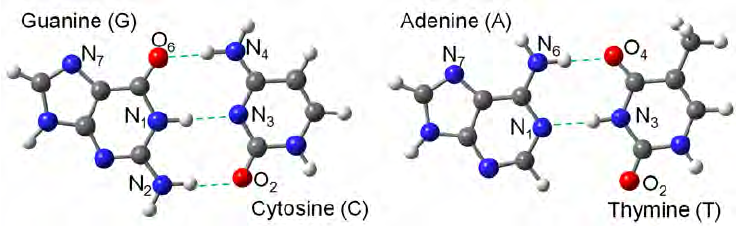 <p>AT → 2 vodíkové vazby, GC → 3 vodíkové vazby</p>