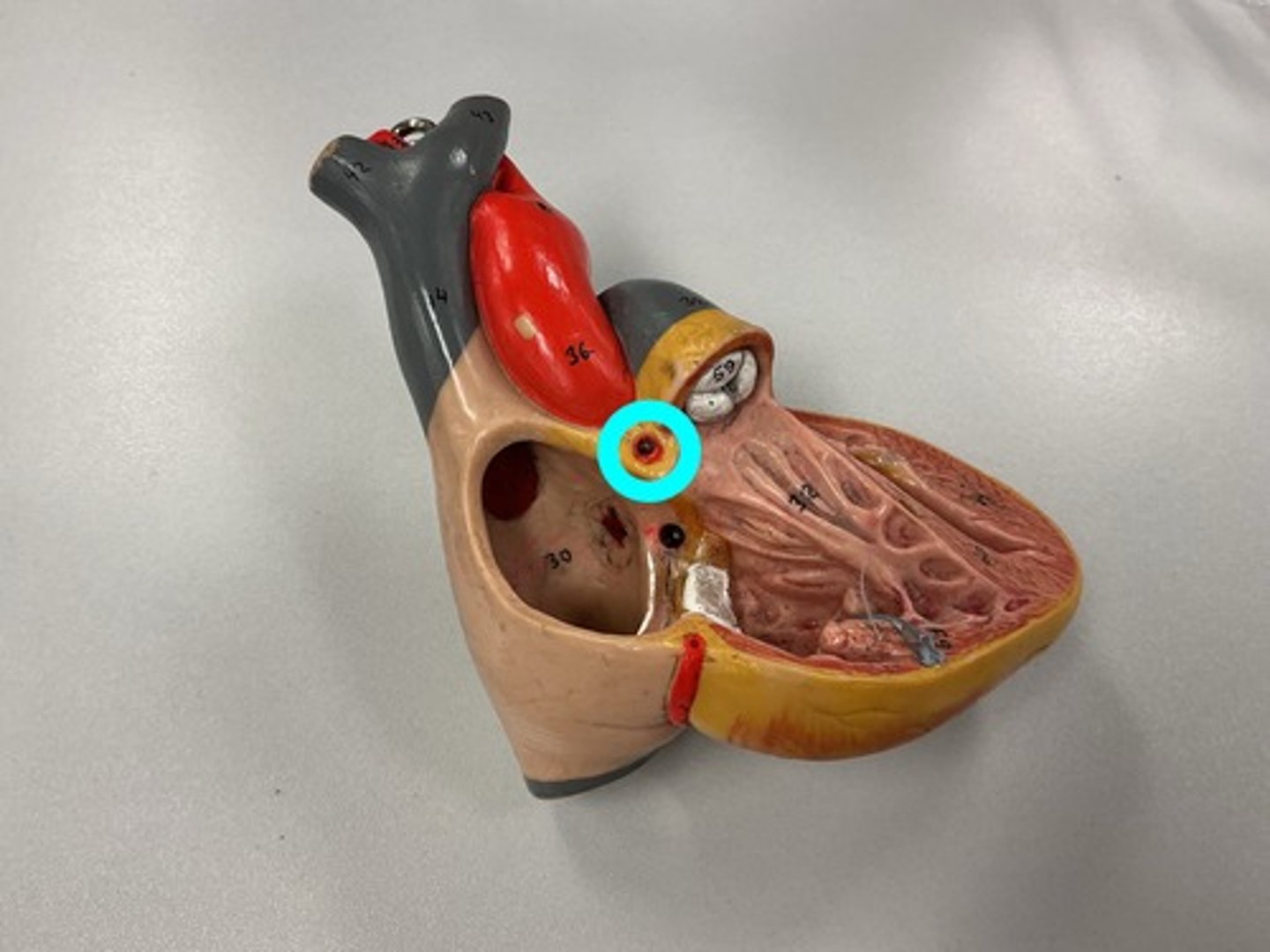 knowt flashcard image