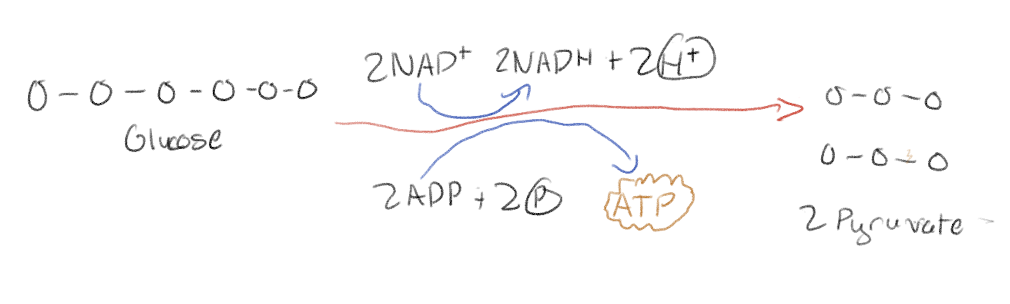 <p>By oxidizing glucose to pyruvate</p>