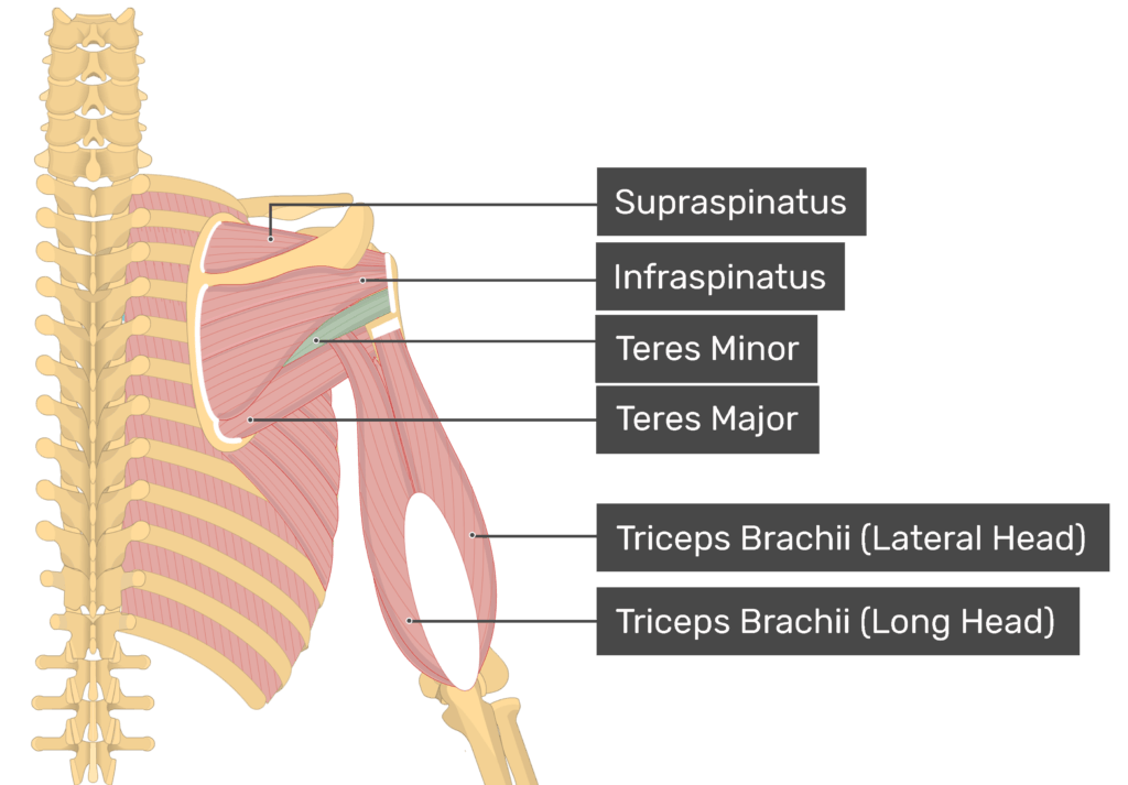 <p>O: supraspinous fossa</p><p>I: greater tubercle</p><p>A: abduct arm</p>