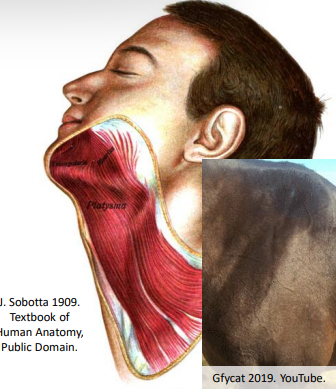 <p>The _ is superficial and extends from the lower face down anterior neck to shoulders.</p>