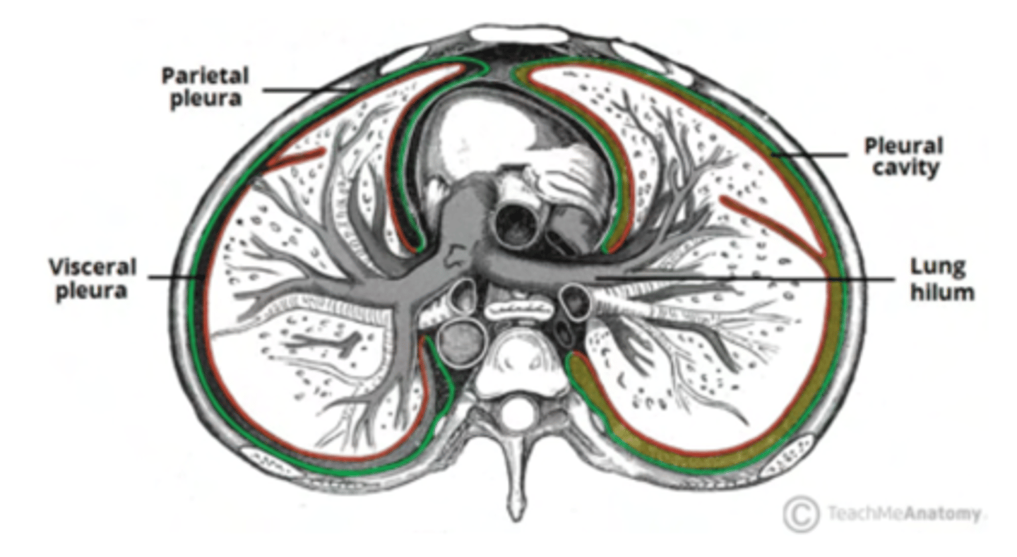 <p>are thin serous membranes surrounding the lungs</p><p>The pleural cavities, which are relatively small virtual cavities, are delimited by 2 layers of pleura</p><p>- Visceral pleura, in contact with the lungs</p><p>- Parietal pleura, in contact with the thoracic wall and spaces</p><p>that enclose and surround the lung (such as the mediastinum)</p>
