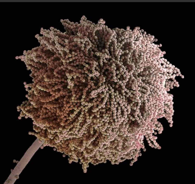 <p>Microscopic biological particles that allow fungi to reproduce, serving a similar purpose to that of seeds in the plant world.</p>