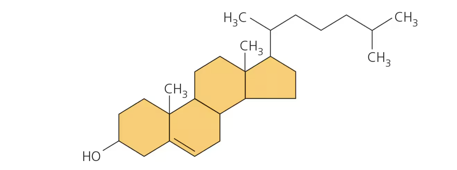 <p><span>a steroid that forms an essential component of animal cell membranes and acts as a precursor molecule for the synthesis of other biologically important steroids, such as many hormones</span></p><ul><li><p><span>(High density lipoprotein) HDL: good cholesterol; high protein to lipid ratio</span></p><ul><li><p><span>Regulates LDL storage and promotes excretion</span></p></li></ul></li><li><p><span>(Low density lipoprotein) LDL; bad cholesterol; low protein to lipid ratio</span></p><ul><li><p><span>Stores cholesterol in the bloodstream</span></p></li></ul></li><li><p><span>Cholesterol is nonpolar and does not dissolve in blood</span></p></li></ul><p></p>