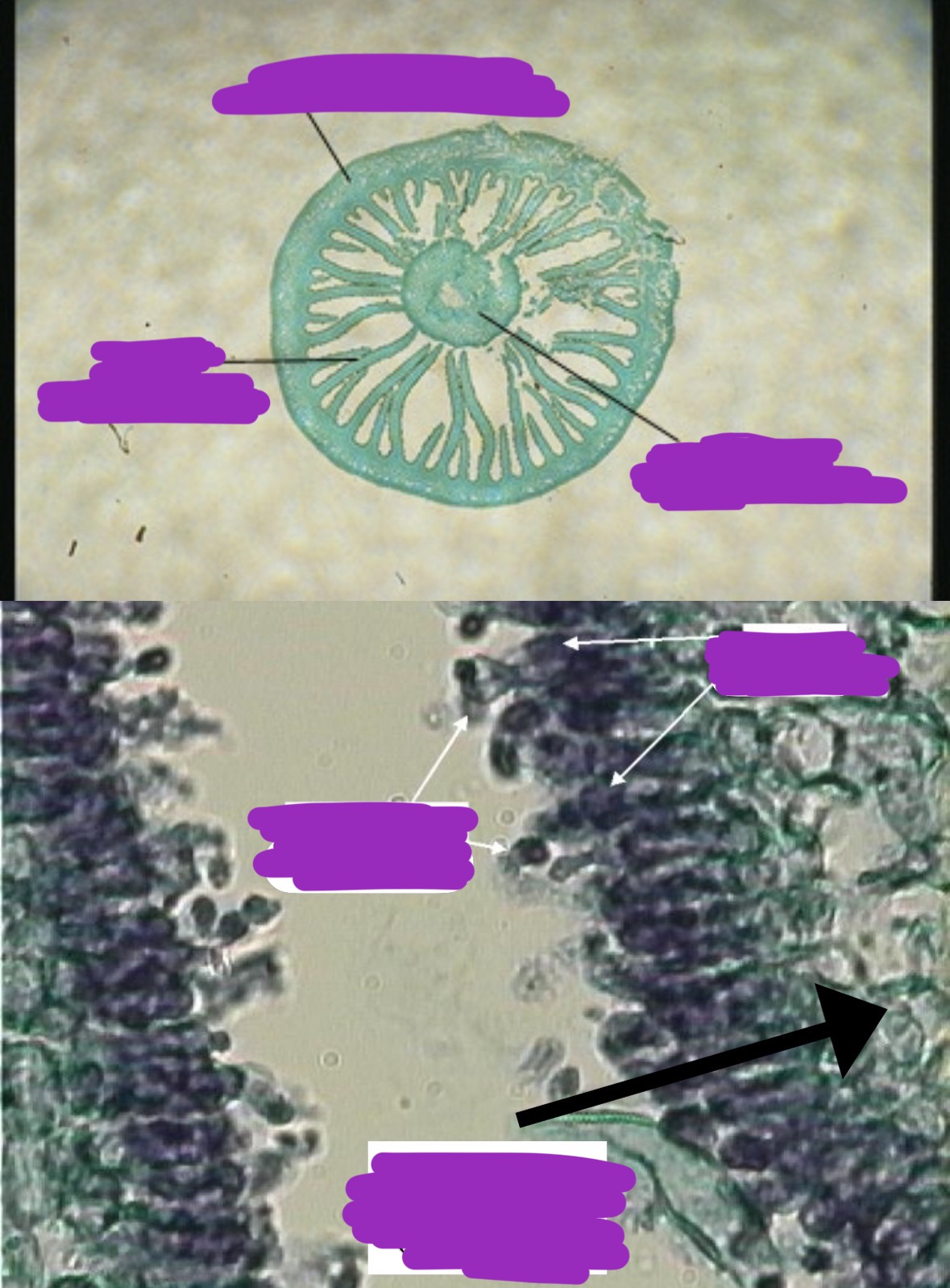 <p>Label (Parts & If it is haploid, diploid, dikaryotic, or multiple) + Identify (Domain, Kingdom, Clade)</p>