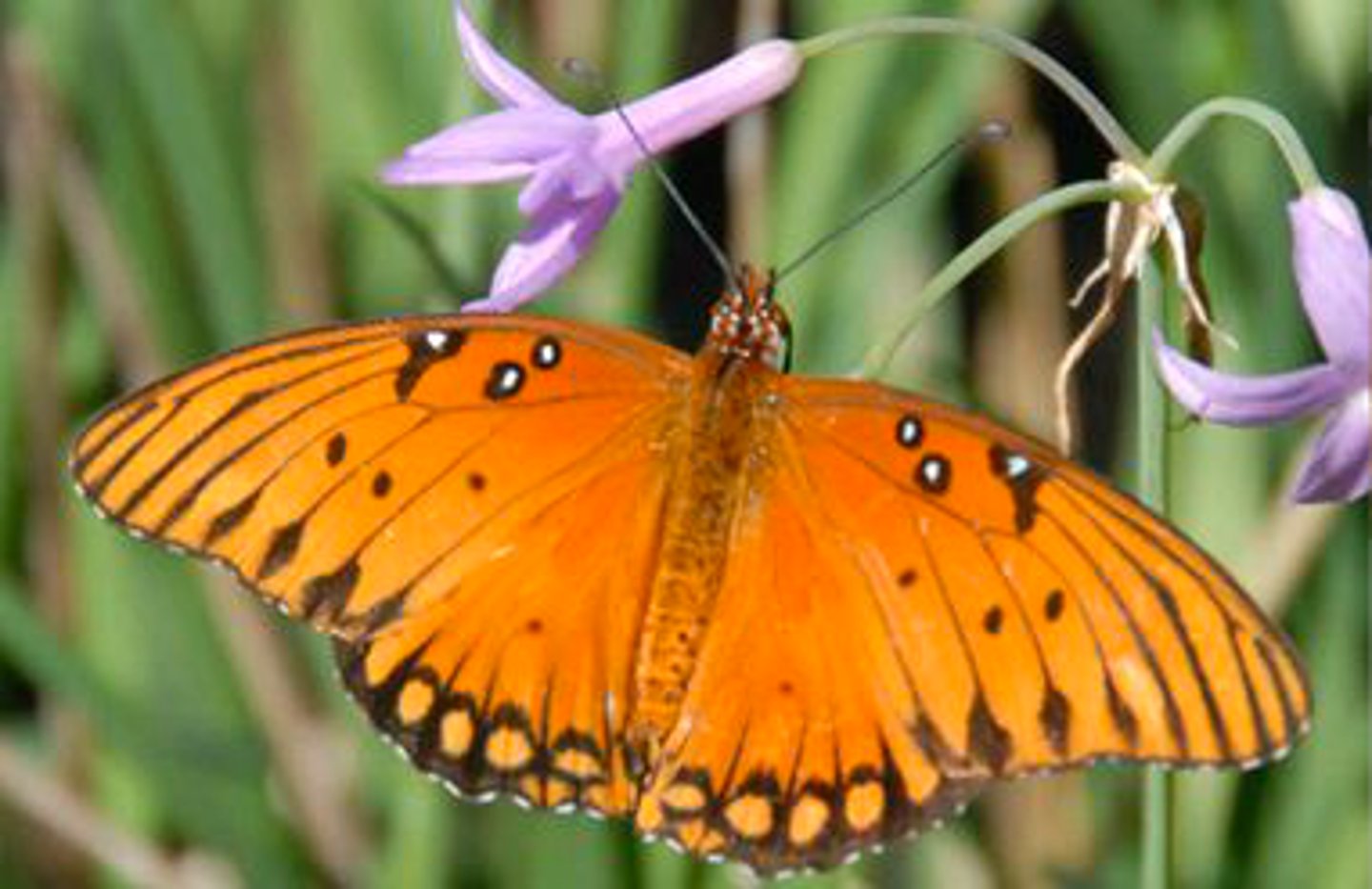 <p>Identify the butterfly or moth shown:</p>