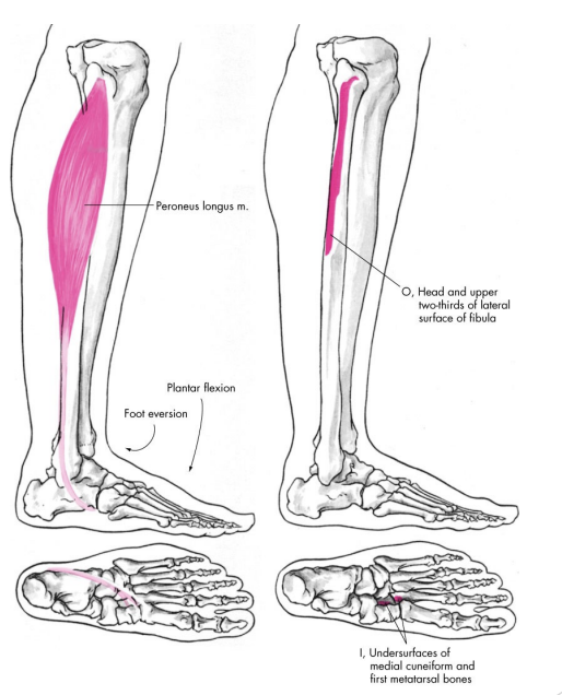 <p>Peroneus (fibularis) longus</p>