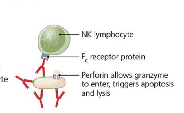 <p>How does Antibody-Depedent Cellular cytotixcicity (ADCC) work?</p>