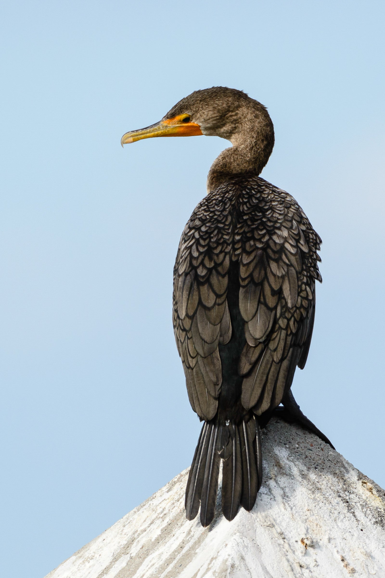 <p>Common name:</p><p>Genus and species:</p><p>Family:</p><p>Order:</p><p>Alpha Code:</p>