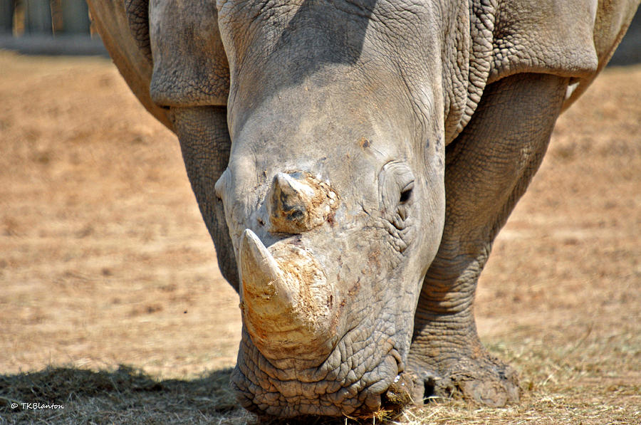 <p>Rhino (root)</p>