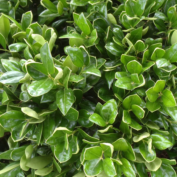 <p>Chinese Holly</p>