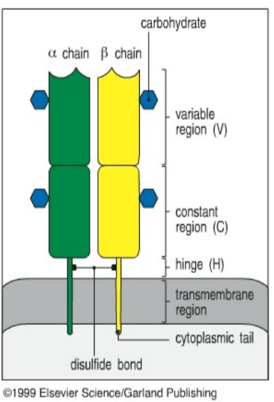 <ul><li><p>surface-bound antigen receptor on T cells, similar to antibody but doesn’t circulate in the blood</p></li><li><p>monovalent heterodimer (alpha/beta or gamma/delta chains, with alpha/beta predominating)</p></li><li><p>generated by recombination of V, D, J regions in TcR genetic loci, NOT Ig loci</p></li></ul><p></p>