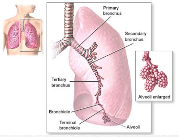 <p>what organ is it? what does it do? what system is it a part of?</p>