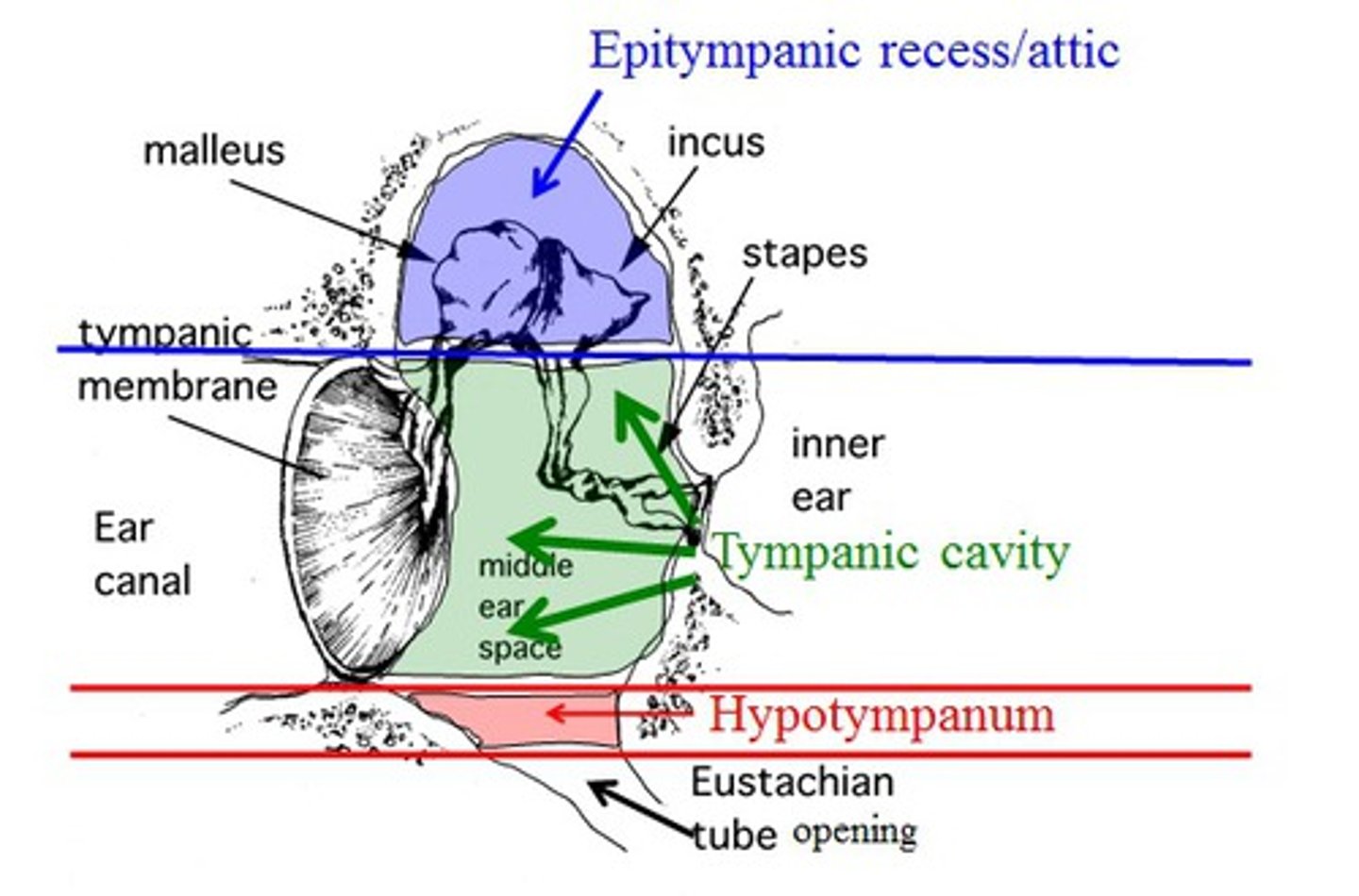 <p>near the tympanic membrane, above the malleus</p><p>-within the tympanic cavity</p><p>-on the superior surface</p>