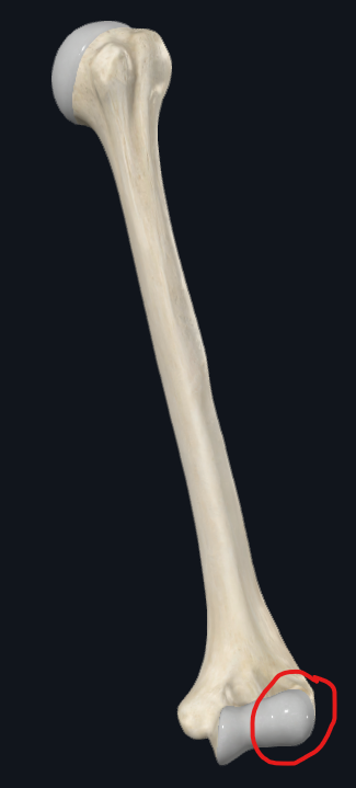 <p>What is this part of the humerus called</p>