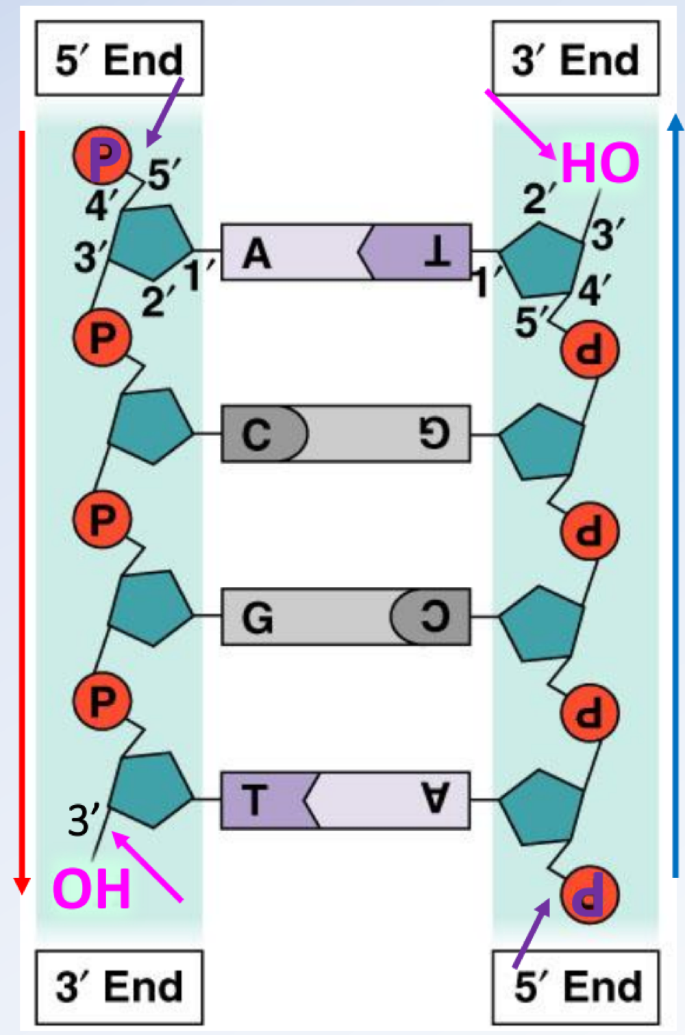 <p>Adenine and thymine, and cytosine and guanine </p>