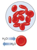 <ul><li><p>A solution with the same concentration of solutes as that inside the cell.</p></li><li><p>No net movement of fluid.</p></li></ul><p></p>