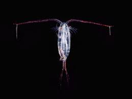 <p>What are copepods?</p>