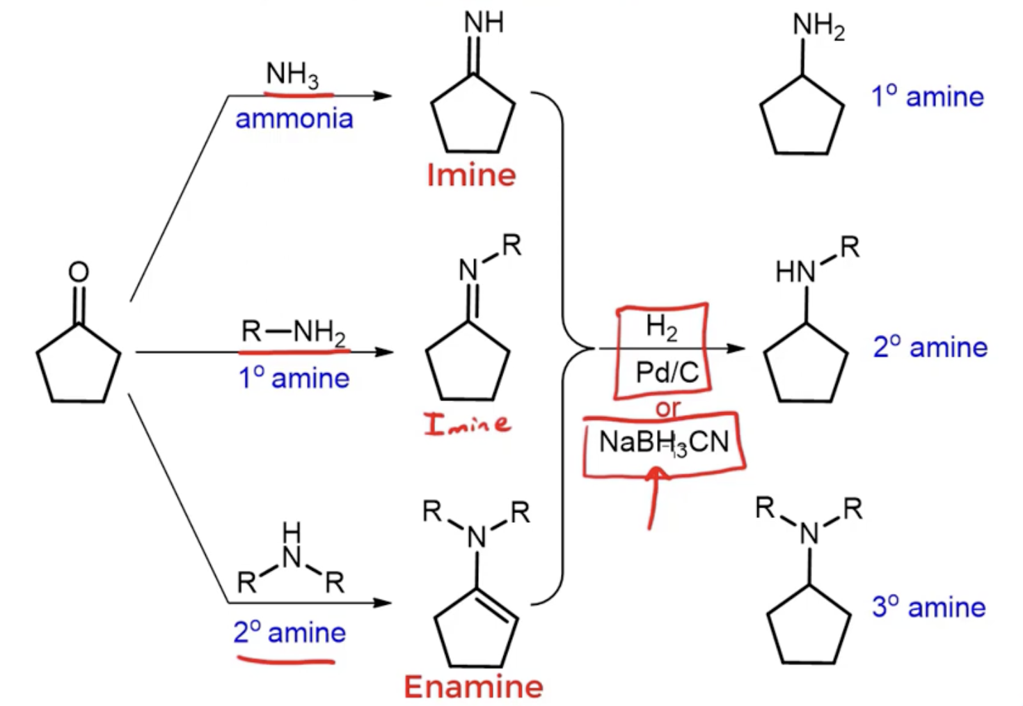 <p>shortcut: end product is an amine one degree of saturation higher than the starting reagent</p><ul><li><p>using NH3 —&gt; produces primary imine —&gt; reducing imine creates primary amine</p></li></ul><ul><li><p>using primary amine —&gt; produces secondary imine —&gt; reducing imine creates secondary amine</p></li><li><p>using secondary amine —&gt; produces tertiary <strong><u>enamine</u></strong> —&gt; reducing enamine creates tertiary amine</p></li></ul><p></p>