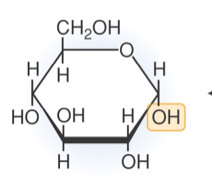 6 carbon monosaccharide. Hydroxyl groups point down, down, up, down.