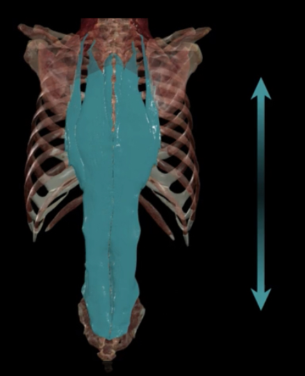 <p>What muscle elevates the rib cage?</p>