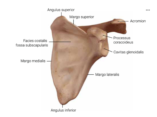 <p>Aan welke kant zie je de scapula?</p>