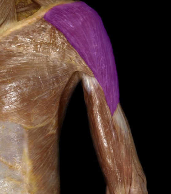 <p>superior muscle on shoulder</p>