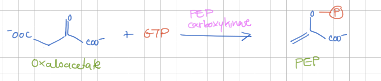 <p>Decarboxylation</p><p>Oxaloacetate → PEP</p><p>Enzyme = PEP carboxykinase</p><p>-</p><p>-1 GTP <span><span>(-ΔG)</span></span></p>