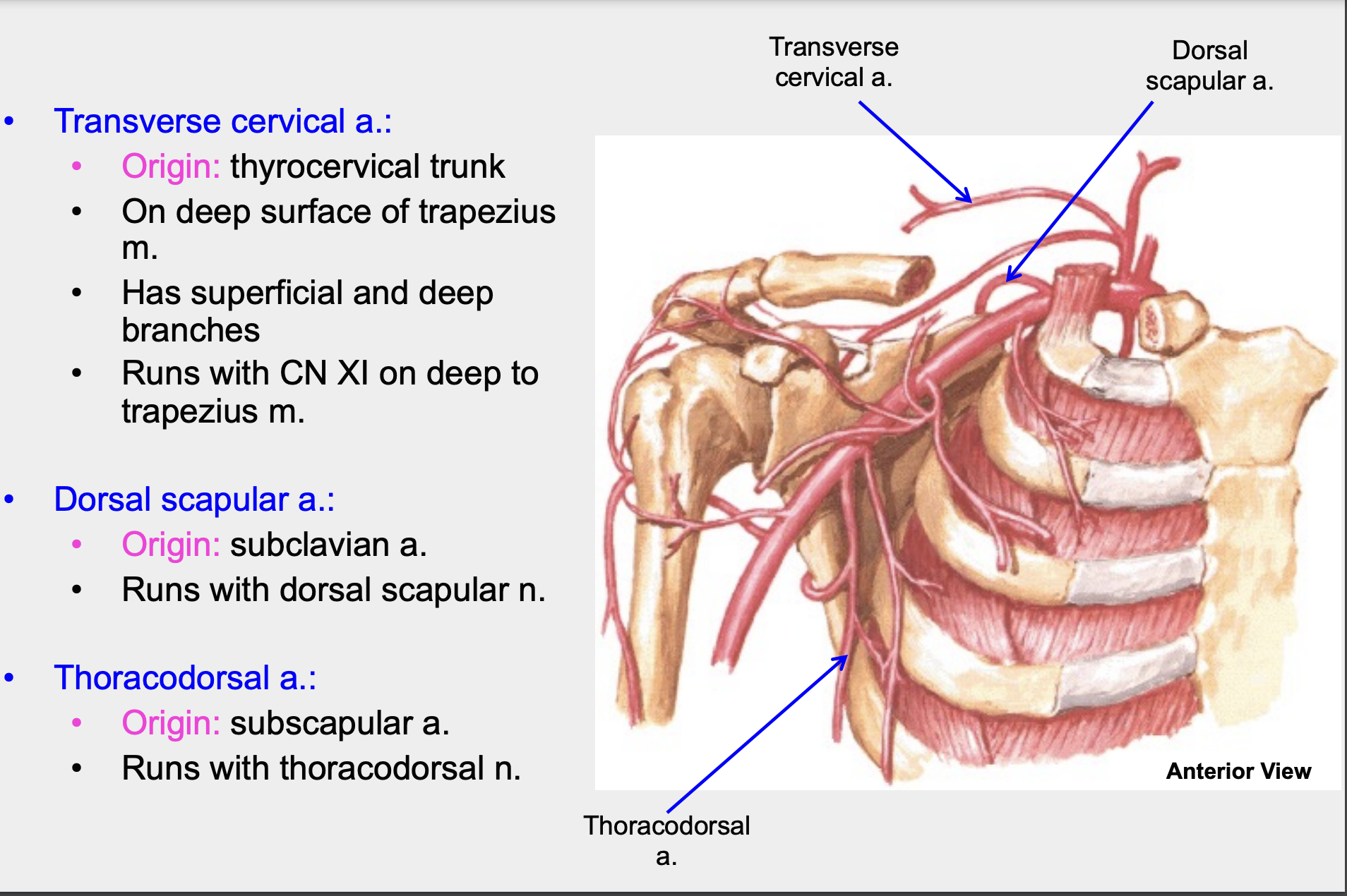 runs with thoracodorsal nerve 