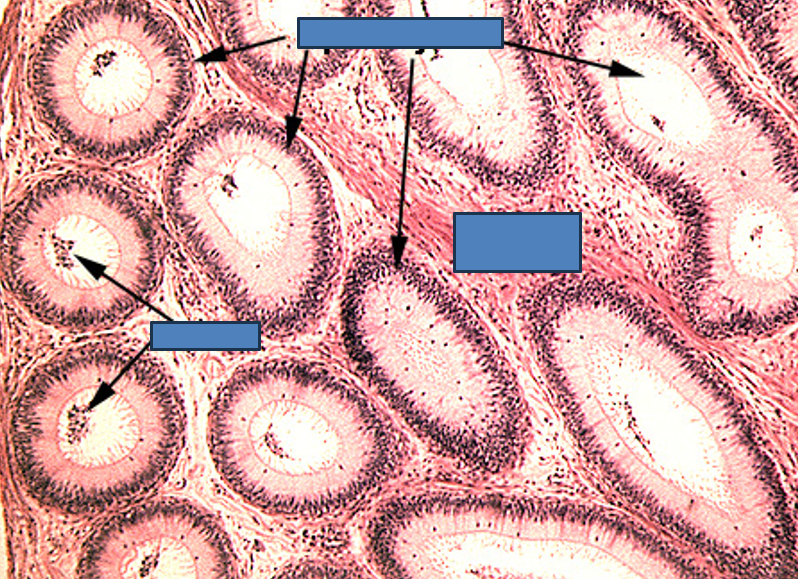 <p>Identify this structure</p>