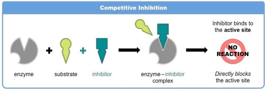 <ul><li><p>usually not permanent→ reversible</p></li><li><p>in competition for active site→ if substrate concentration is increased, inhibitor effect is reduced</p></li></ul>