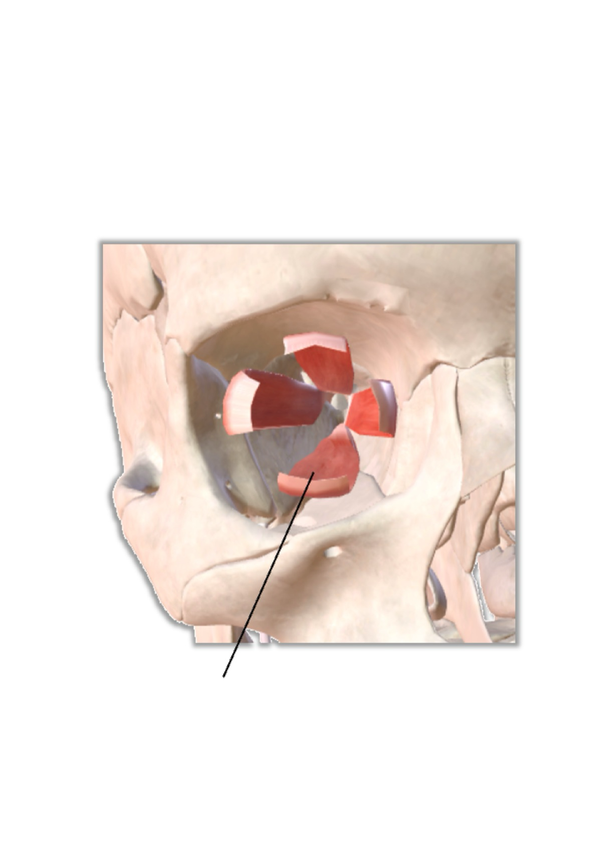 <p><strong><em><u>Inferior Rectus</u></em></strong></p><ul><li><p><strong>Depresses</strong> the gaze</p></li></ul><p></p>