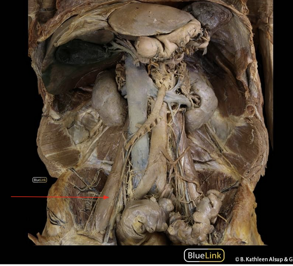 <p>ID Structure and Innervation</p>