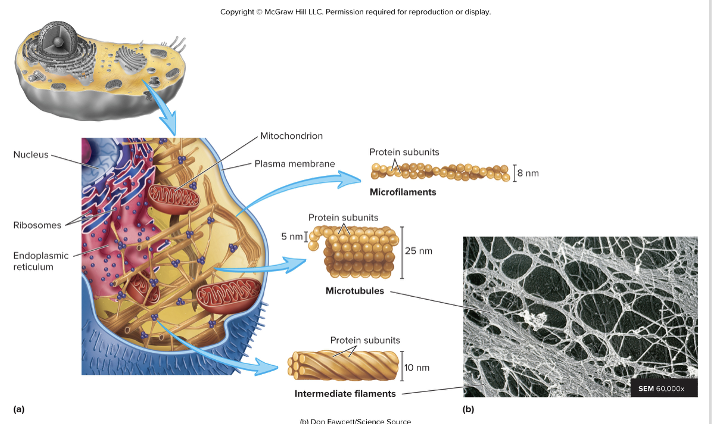 <ul><li><p>support the cell </p></li><li><p>holds the nucleus and organelles in place</p></li><li><p>help change the cell shape </p></li><li><p>movement of cell organelles </p></li><li><p>consists of:</p><ul><li><p>microtubules</p></li><li><p>microfilaments (actin filaments)</p></li><li><p>intermediate filaments </p></li></ul></li></ul><p></p>