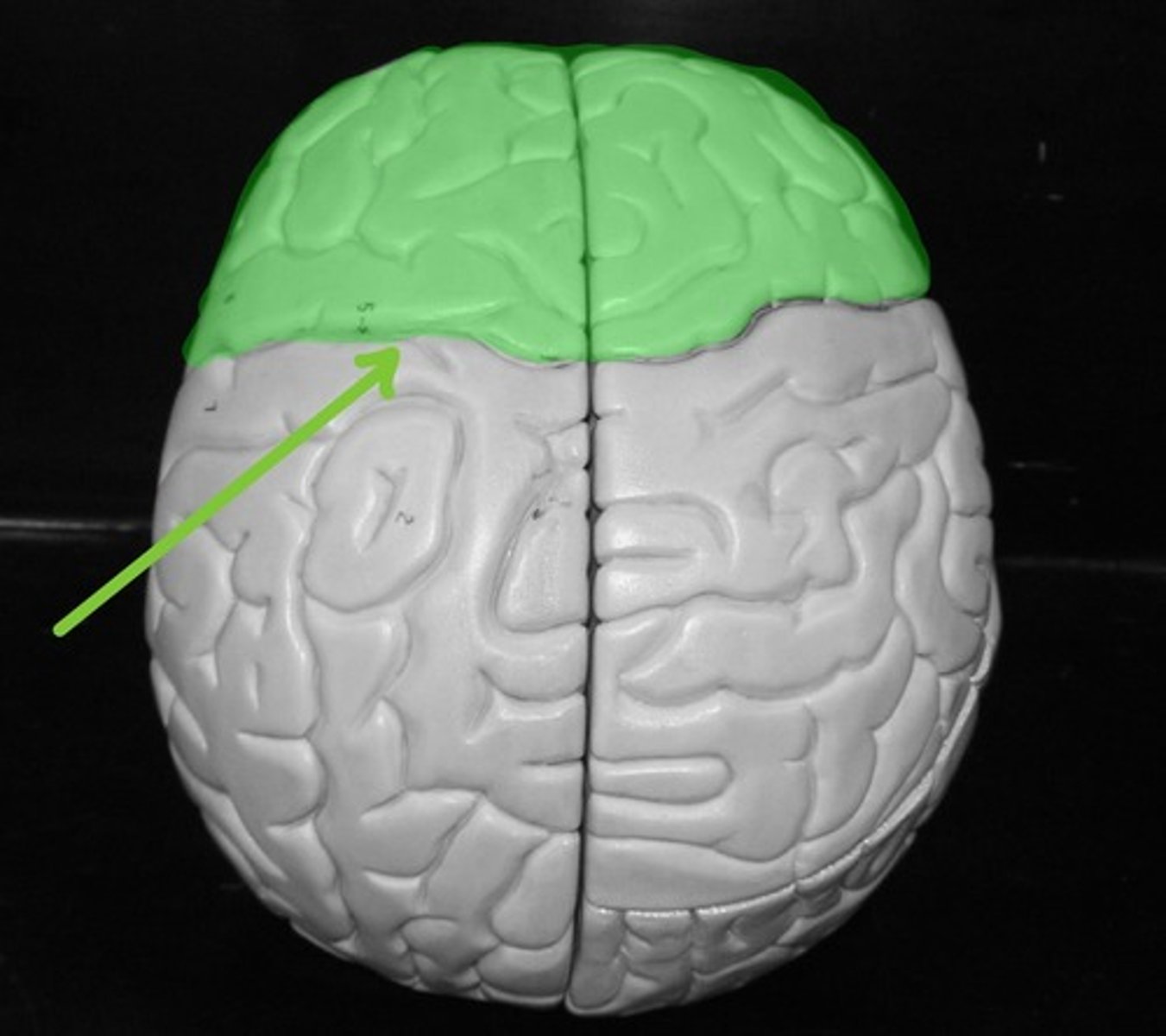 <p>Controls voluntary skeletal muscle movement, and is where our intelligent thought comes from.</p>