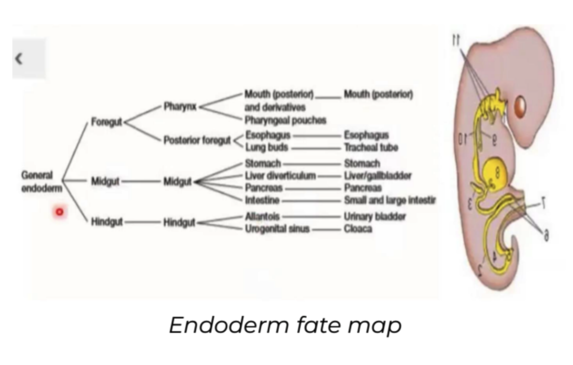 <ul><li><p>GI Tract</p><ul><li><p>Stomach</p></li><li><p>Liver</p></li><li><p>Pancreas</p></li><li><p>Intestines</p></li></ul></li><li><p>Lining of respiratory and digestive system</p></li><li><p>Mouth posterior to internal anal sphincter</p></li></ul>