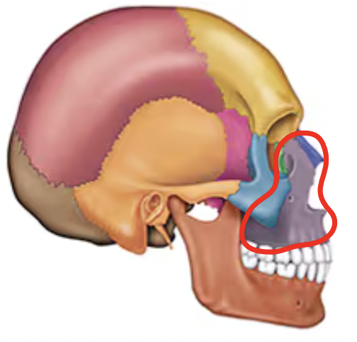 <p>Name this bone of the skull</p>