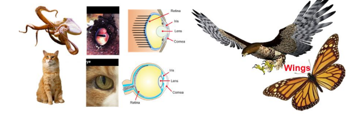 <ul><li><p>Analogous structures arise from different origins, usually via convergent evolution due to similar niches/selection pressures</p></li></ul>