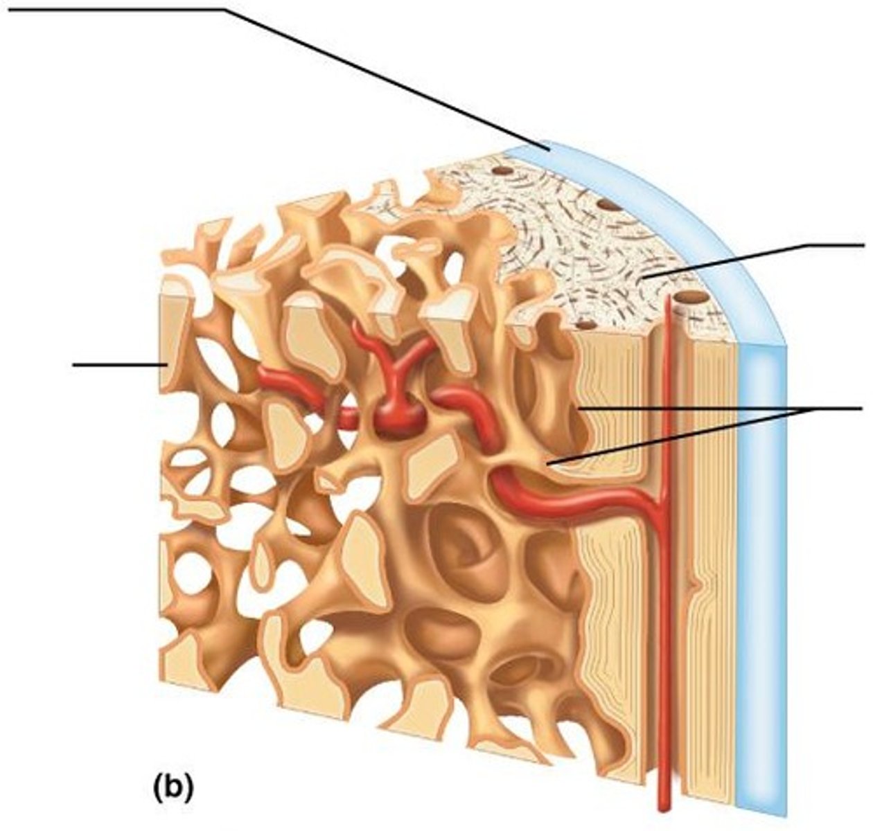 <p>Bone that looks smooth and solid.</p>