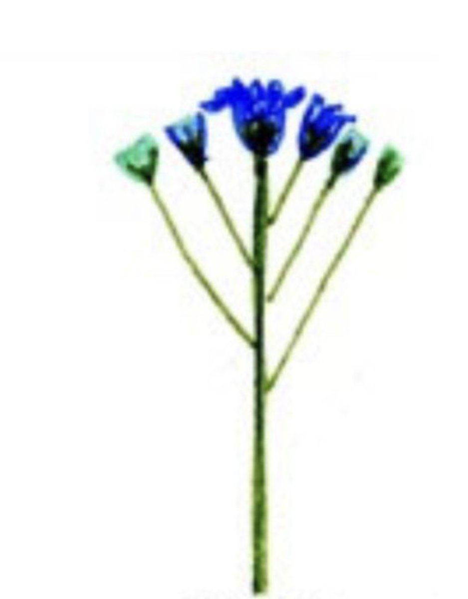 <p>Inflorescence with few flowers on pedicels in which the individual flowers occur at same level- central or terminal flower opens earliest</p>