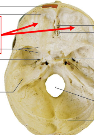 <p>what would sit under the bone where the red arrows point?</p>