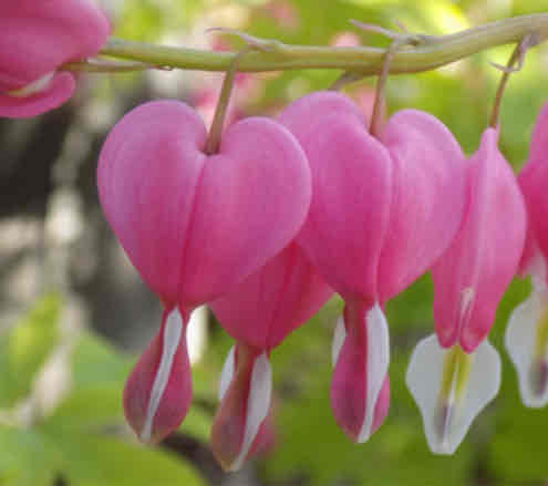 <p><span>Dicentra spectabilis</span></p><p><span>Bleeding Heart</span></p>