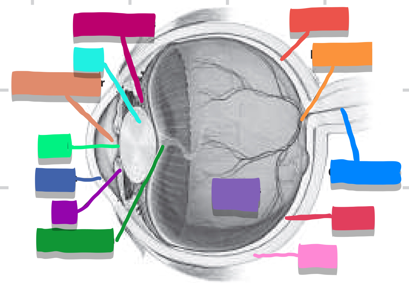 <p>optic nerve </p>