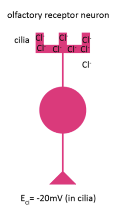 <p>Is a second messenger:</p><ol><li><p>Ca2+ binds to Cl= channels</p></li><li><p>open to allow Cl- efflus</p><p>→unusual efflux negatively charged Cl- <strong>enhances the depolasiration</strong></p></li></ol><p></p><p>Also leads to adaptation→ similar to photoreceptors!</p><ul><li><p>Ca2+ enters via channels→ leads to adaptation</p></li><li><p>modulating the activity of different steps in the transduction cascade</p></li></ul><p></p>
