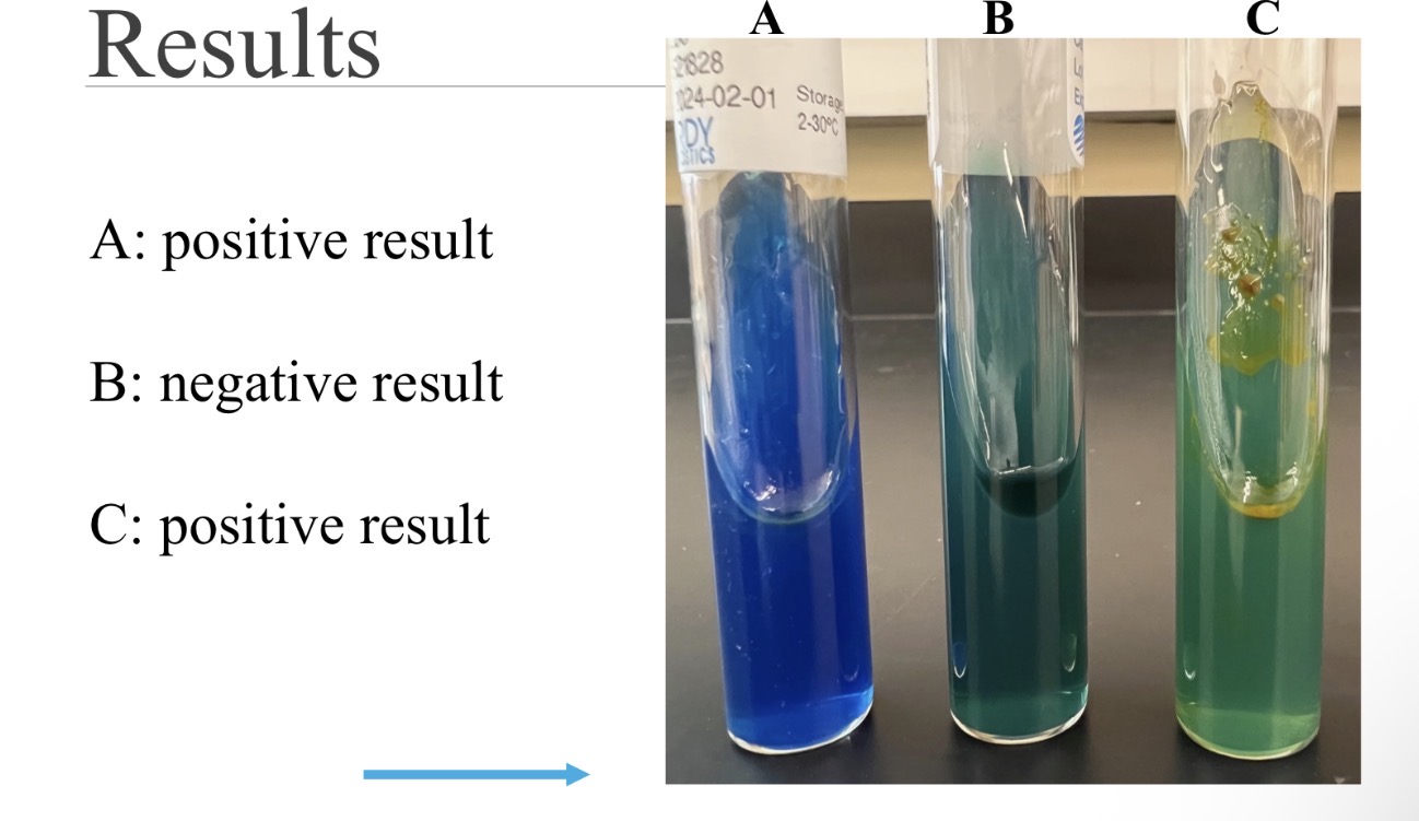 <p><span>Purpose: identify ability to utilize citrate as carbon and energy source</span></p>